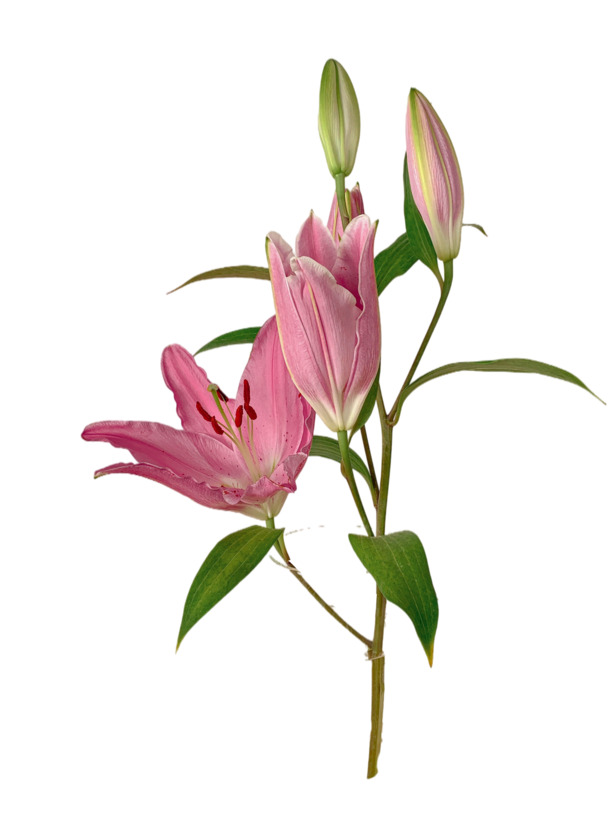 鲜艳百合花PNG透明图，动植物元素设计素材，高清下载