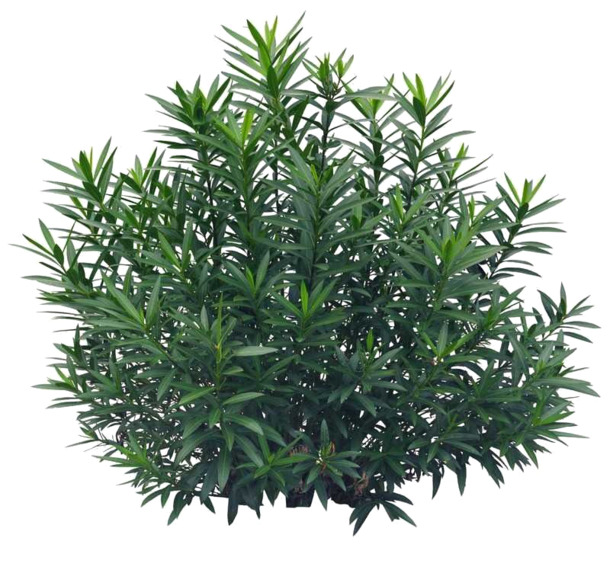 茂盛草丛PNG透明图片，动植物元素丰富，高清设计素材下载