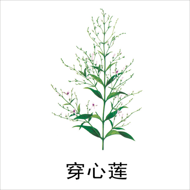 穿心莲PNG透明图，动植物元素植物素材，高清下载