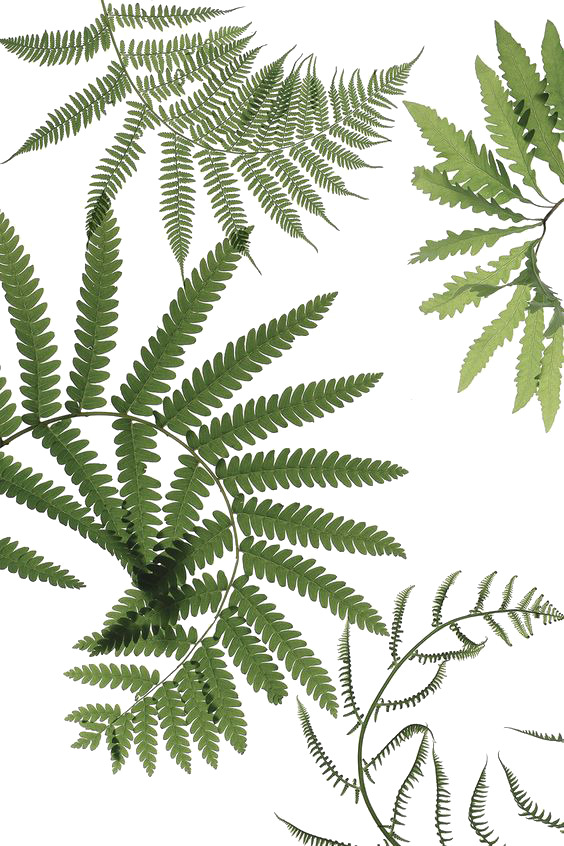 复古植物PNG素材，高清透明动植物元素图片，设计必备下载