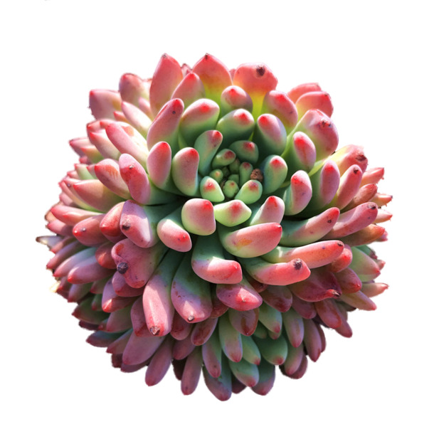 多肉红宝石PNG透明图，可爱动植物元素，高清设计素材下载