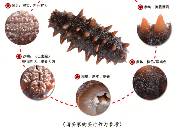 海参详情页高清PNG透明图片，精美装饰元素与图案素材下载