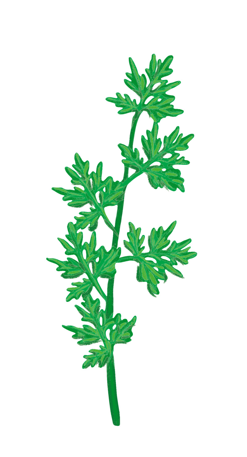 端午节艾草手绘PNG/PSD素材，高清透明图片，节日元素一网打尽！