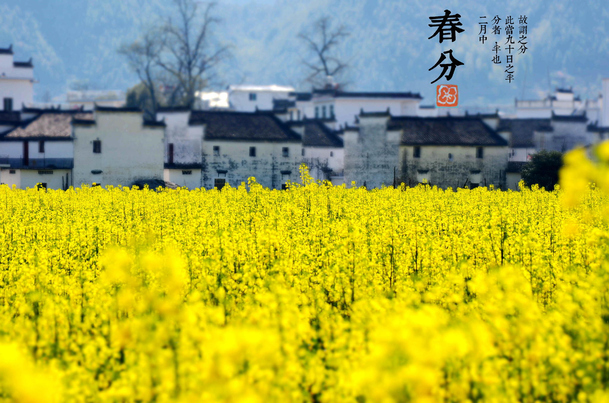 春风油菜花摄影高清PNG，唯美节日背景素材下载