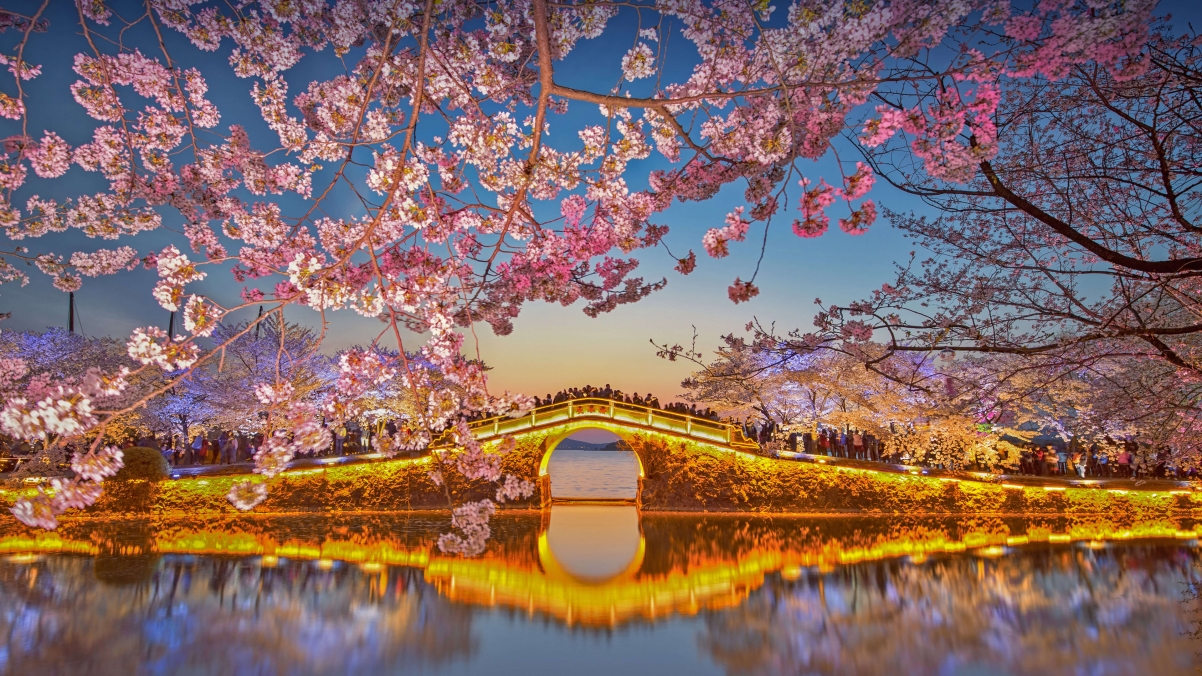 无锡鼋头渚公园樱花夜景，绝美4K高清壁纸，3840x2160分辨率，一键下载！