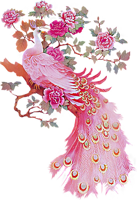 孔雀牡丹PNG透明图，动物装饰元素，设计素材高清下载