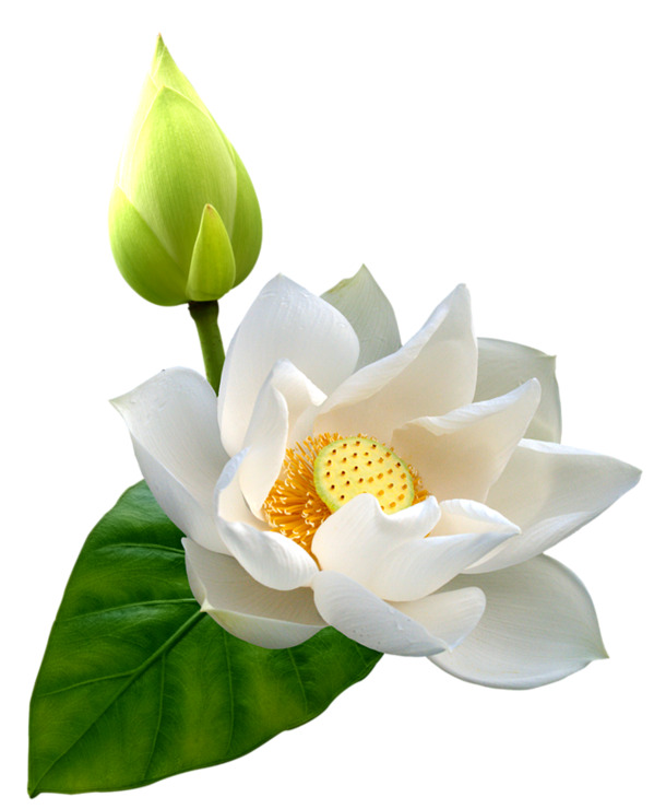 逼真花苞PNG素材，高清透明花瓣绿叶，漂浮元素设计，免费下载