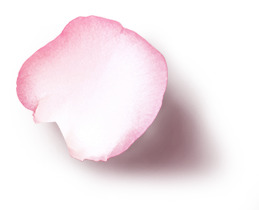 玫瑰花叶化妆品PNG素材，高清透明图片，含漂浮花瓣元素，免费下载