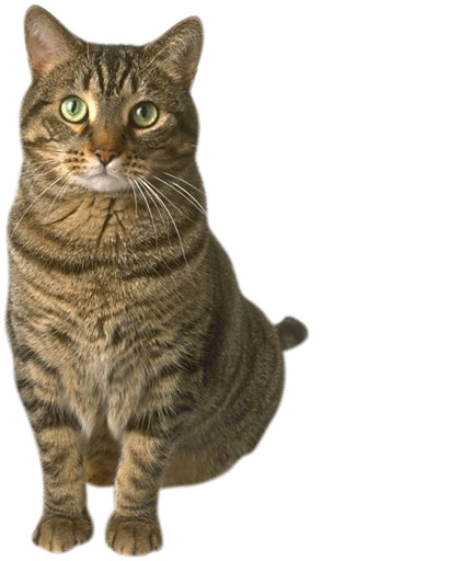 高清可爱猫咪PNG透明图片，动植物元素设计素材下载