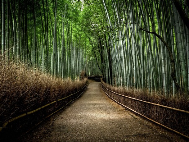 竹丛林荫小道PNG透明背景，高清摄影风景，创意图片设计素材下载