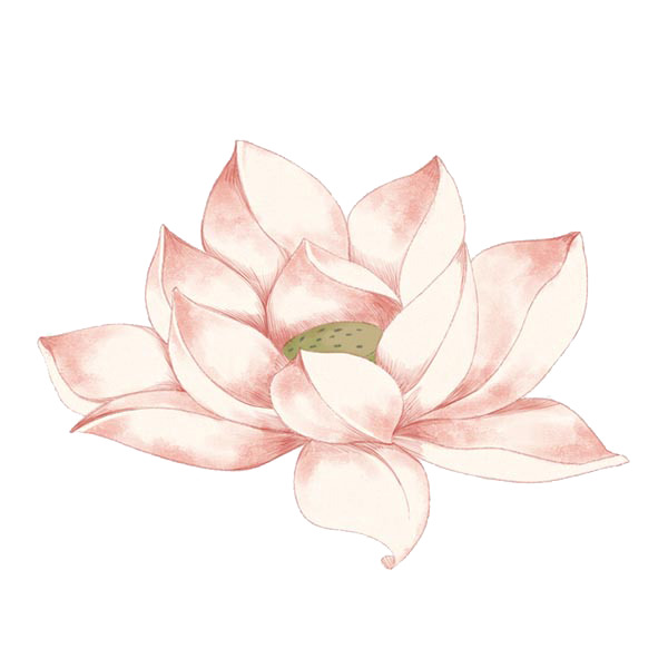 夏日手绘荷花PNG透明图，卡通手绘元素，高清设计素材下载