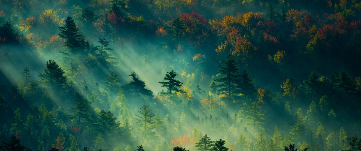 阳光森林4K高清壁纸，带鱼屏专属，3440x1440分辨率美景下载