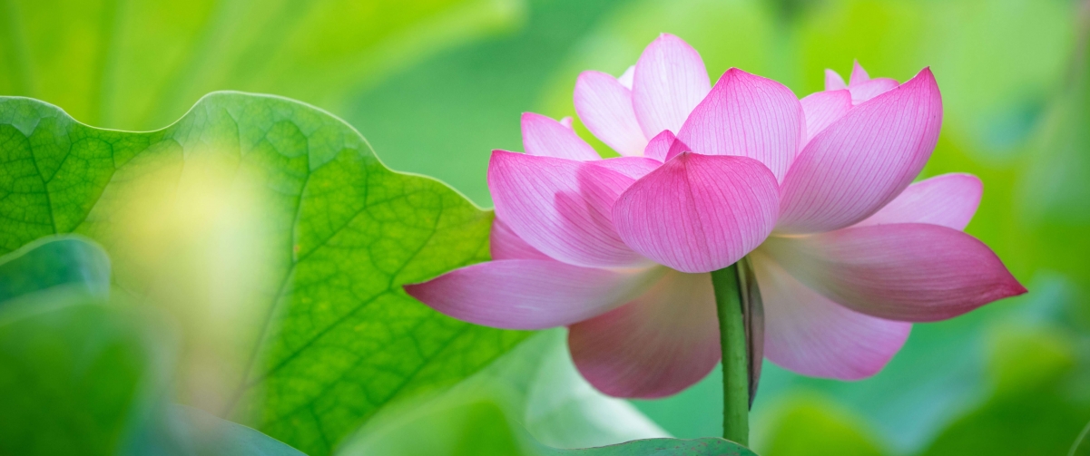 粉色荷花绝美壁纸，4K带鱼屏高清风景，3440x1440分辨率，免费下载