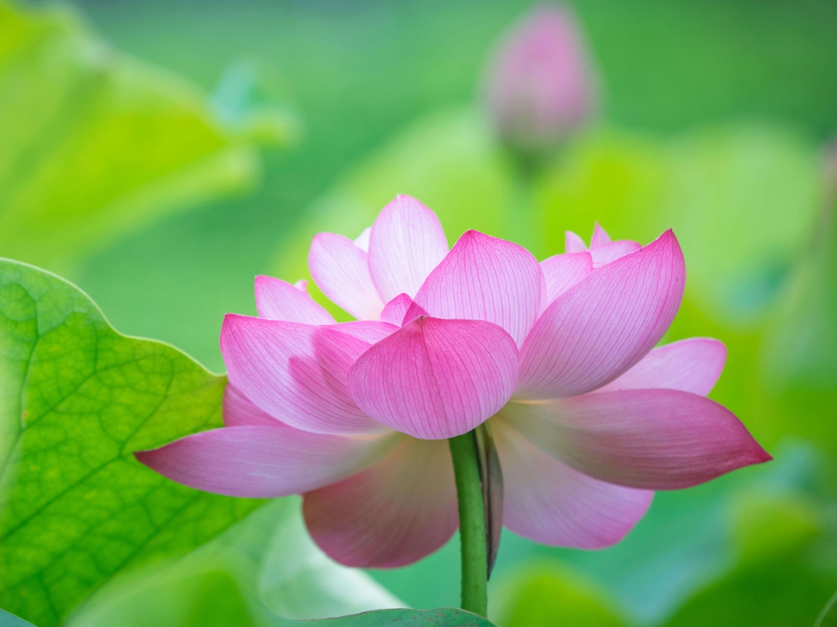 粉色荷花平板壁纸，高清2732x2048图片，一键下载美化桌面