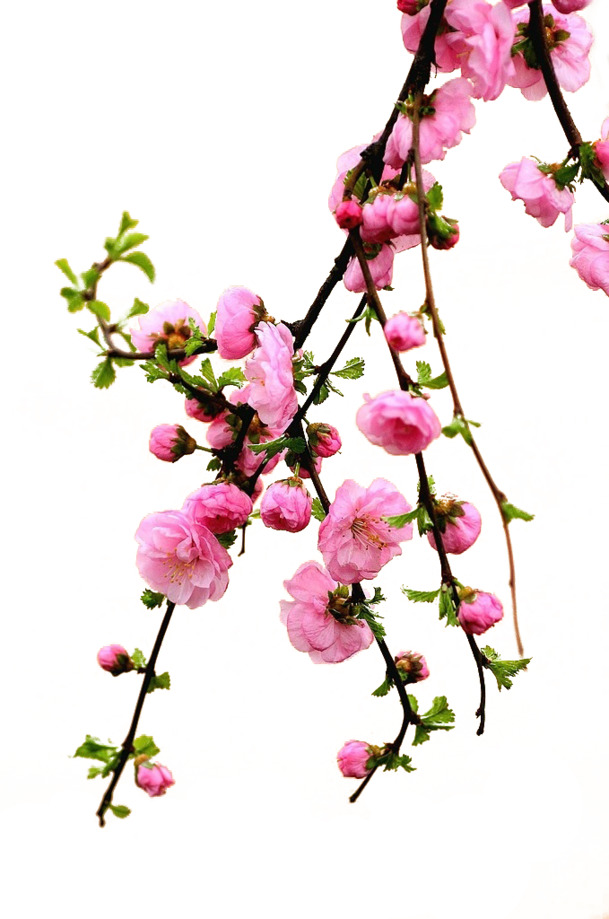 桃花朵朵素材，高清PNG透明图片，免费下载花瓣漂浮元素设计素材