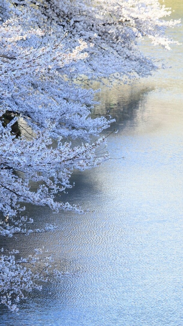 日本白樱花高清PNG透明背景素材，H5背景设计下载