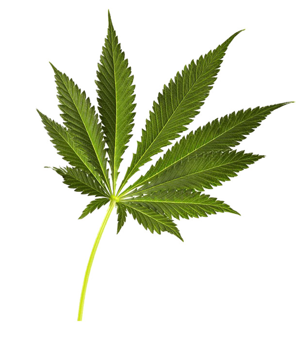 大麻绿叶子PNG透明图，高清动植物元素，设计素材下载