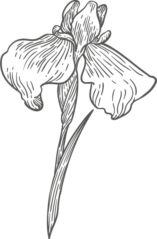 黑白线条手绘鸢尾花PNG，高清透明卡通素材下载
