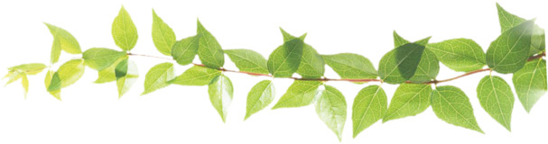 树藤藤蔓PNG透明图片，高清装饰元素，植物设计素材免费下载