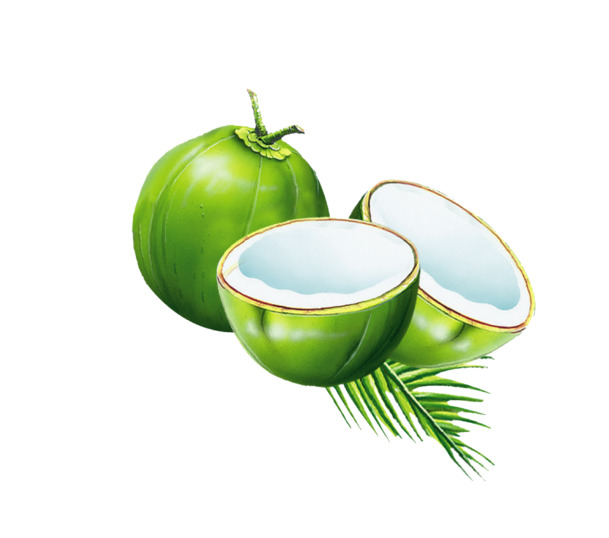椰子PNG透明图片，高清装饰元素，植物设计素材下载