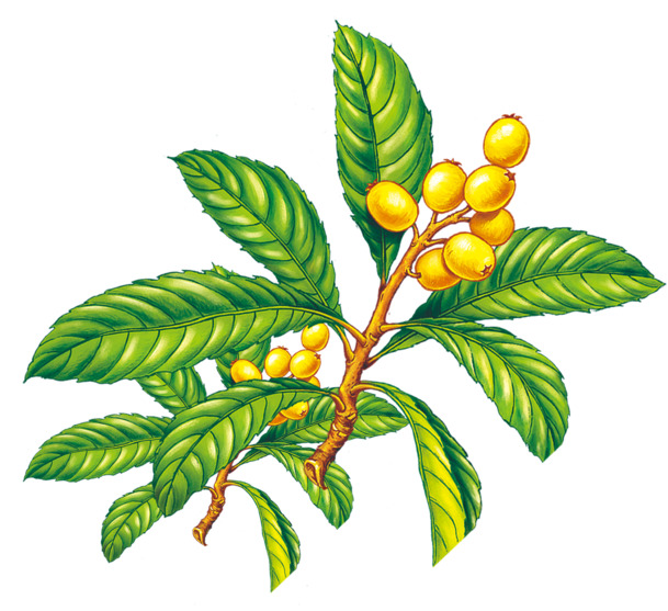 枇杷果实高清PNG透明图片，精美植物装饰元素，设计素材免费下载