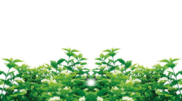 茉莉花PNG透明图，高清装饰元素，PSD设计素材免费下载