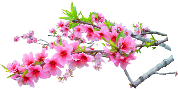 粉色春花盛放，树枝高清PNG透明图，装饰植物设计素材下载