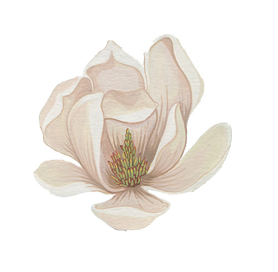 百合玉兰手绘PNG，卡通透明图片设计素材，高清下载