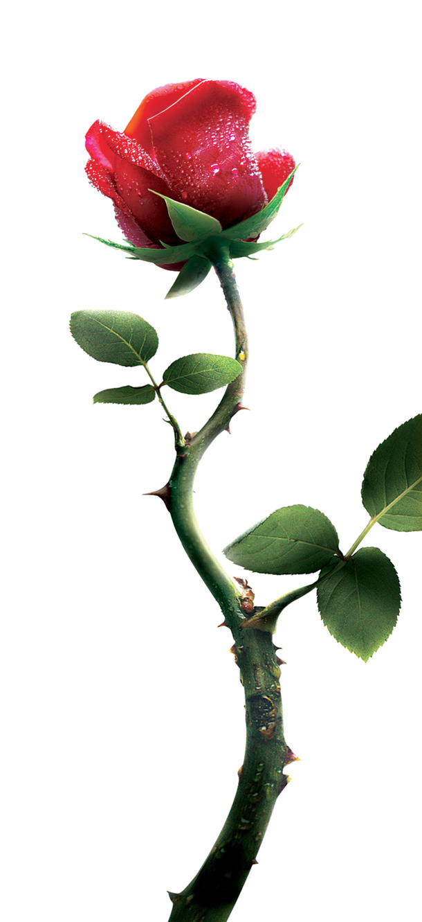 高清PNG透明装饰玫瑰花，动植物元素设计素材免费下载