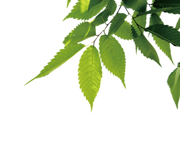 高清绿色桑树叶子PNG透明图片，精美植物装饰元素，设计素材免费下载