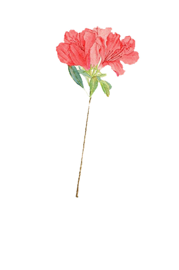 母亲节手绘水彩插画，粉色康乃馨PNG透明图片，卡通手绘元素，设计素材下载