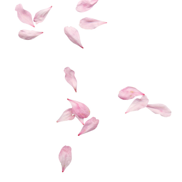 唯美樱花花瓣PNG透明图片，高清漂浮元素设计素材下载