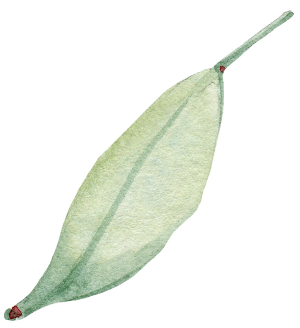 妇女节手绘叶与玫瑰叶PNG透明图片，蛋糕装饰及节日元素设计素材下载