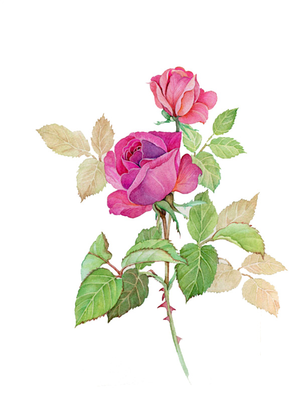 情人节PNG素材，高清透明玫瑰花图片，节日元素设计下载