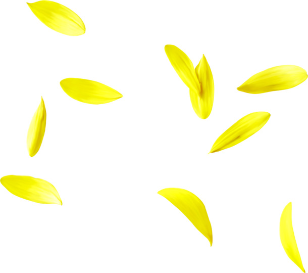 高清漂浮黄花瓣PNG透明素材，设计元素下载