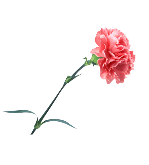粉色康乃馨高清PNG透明图片，妇女节节日元素，设计素材下载
