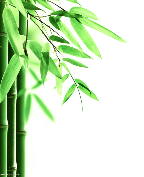端午节竹子竹叶高清PNG，透明图片素材，节日元素设计下载