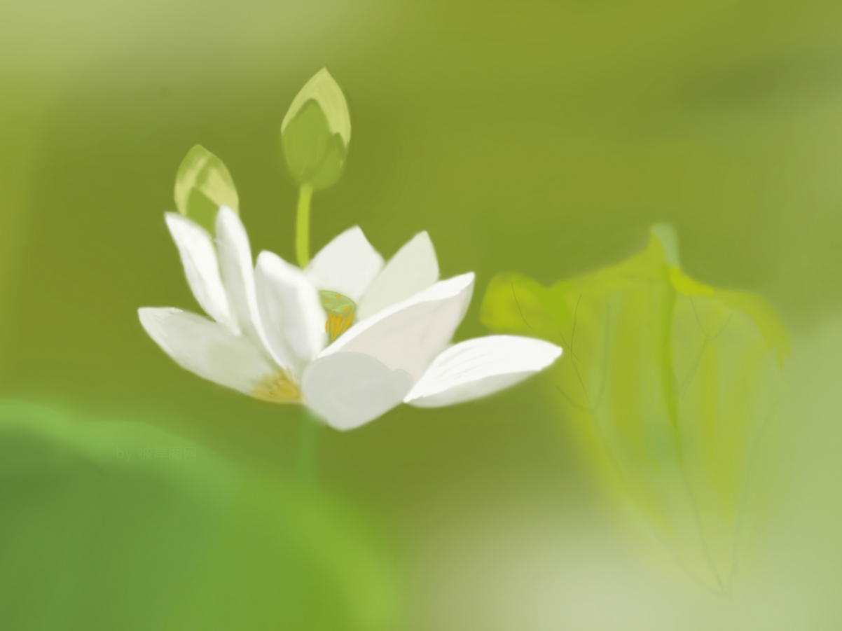清新护眼之选，原创白荷花莲叶壁纸，iPad平板电脑高清2732x2048下载