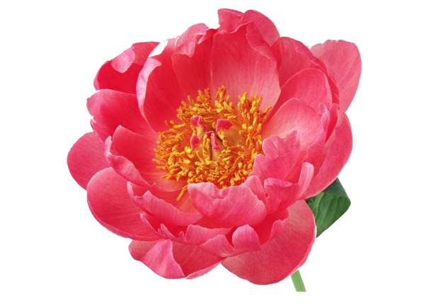 山茶花PNG素材，高清透明花瓣图片，漂浮元素设计，免费下载