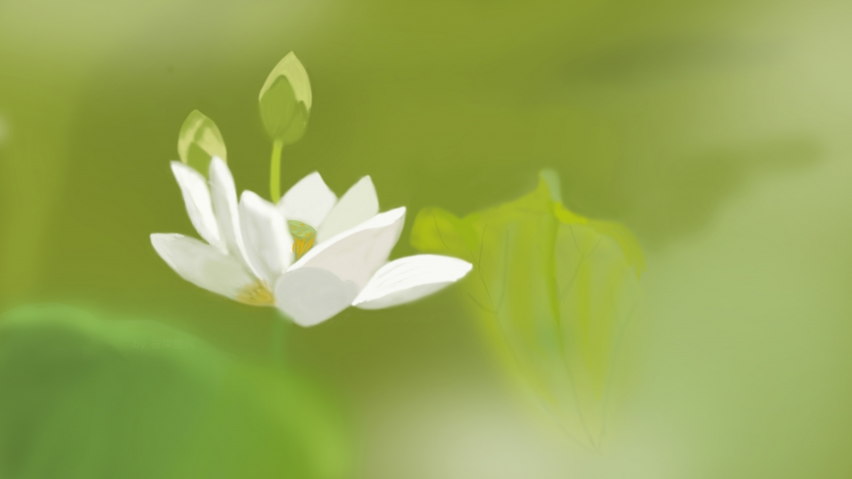 原创白荷花小清新护眼壁纸，莲叶田田美景尽在8K高清，7680x4320超清画质下载