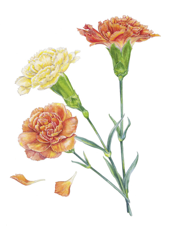 黄色与橙色康乃馨插画，高清PNG透明手绘卡通元素，设计素材免费下载
