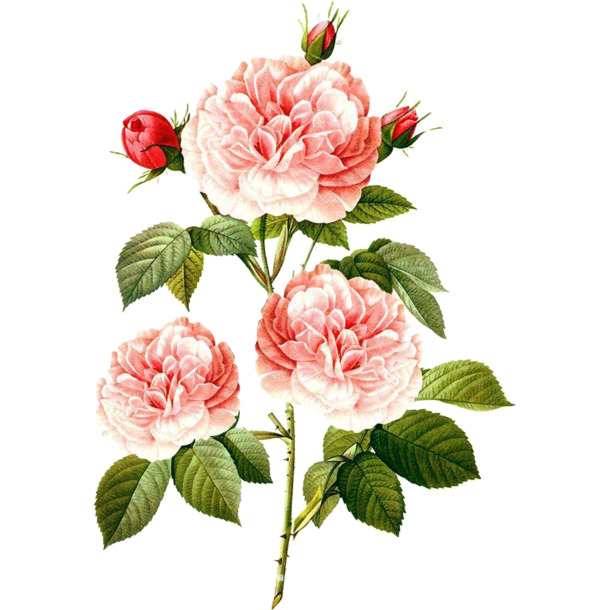 粉色山茶花插画，高清PNG免抠透明图，手绘卡通元素，设计素材下载