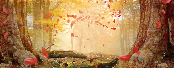 森林大树花瓣背景，高清PNG透明素材，创意海报设计必备下载