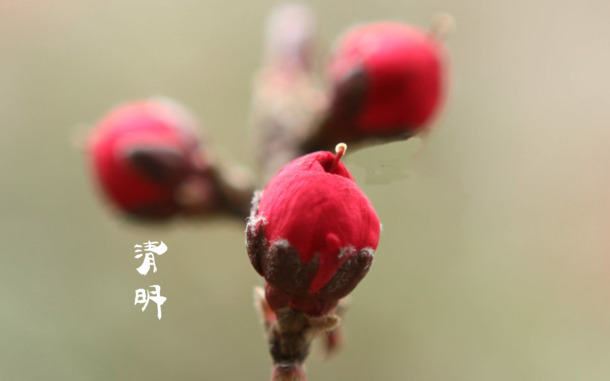 春日四月清明至，青团海报背景，25款高清PNG透明图片，PSD格式节日设计素材下载