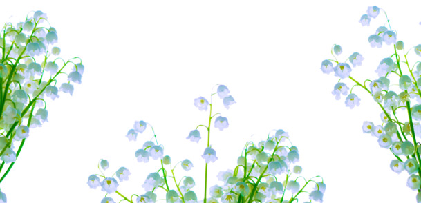 蓝色兰铃花PNG透明图，高清动植物元素，植物设计素材免费下载