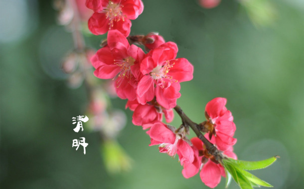 春日四月清明至，青团海报背景26款高清PNG透明图片，PSD格式节日设计素材下载