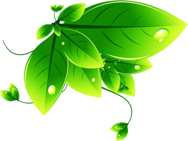 高清PNG透明树叶绿色素材，动植物元素丰富，PSD格式设计素材下载