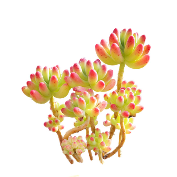可爱多肉植物PNG透明图，高清动植物元素设计素材下载