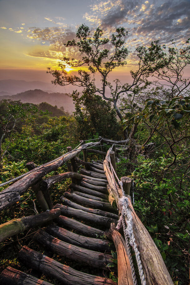 夕阳下的茂密丛林高清PNG透明背景，H5设计素材下载