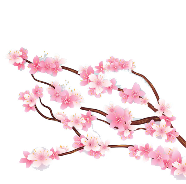 怒放樱花PNG素材，高清透明花枝图片，设计装饰元素，免费下载